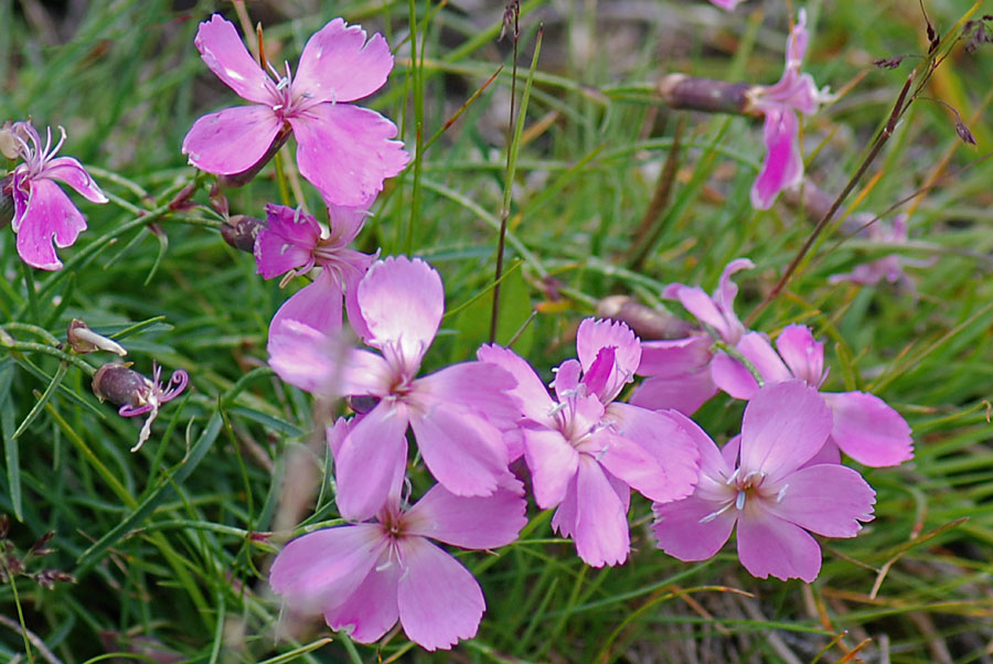 Dianthus sylvestris / Garofano selvatico